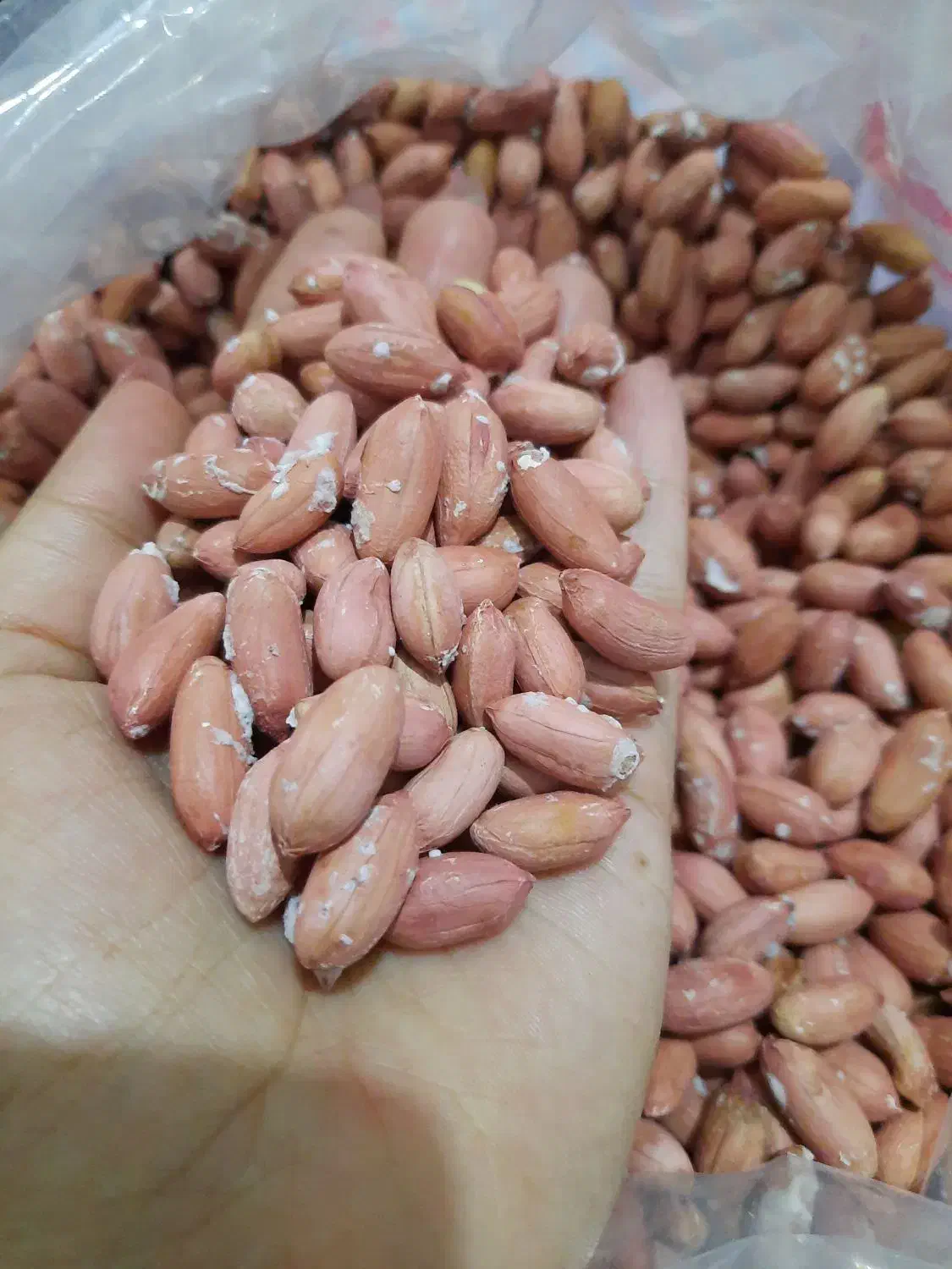 بادام زمینی آستانه|خوردنی و آشامیدنی|قرچک, مهدیه|دیوار