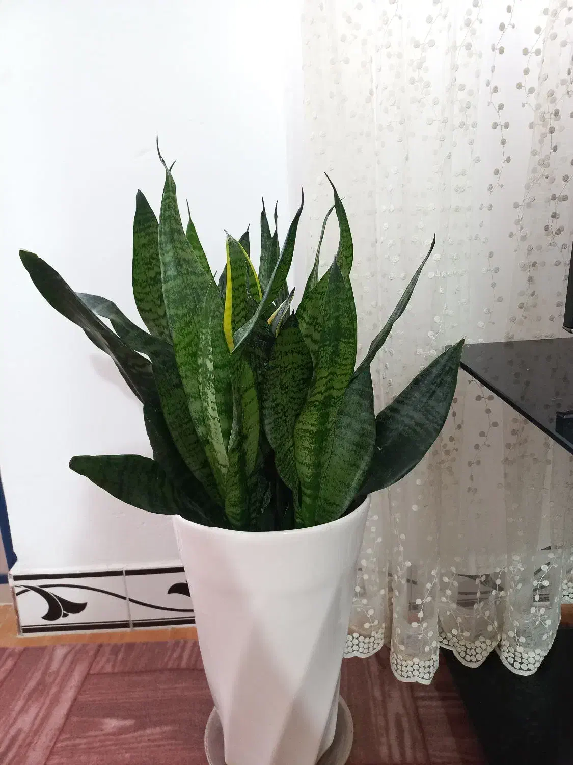 گل.|گل و گیاه طبیعی|ماسال, |دیوار