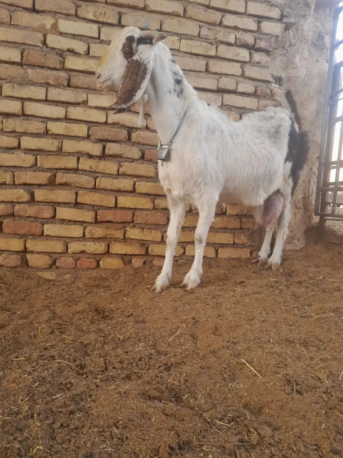 بز زایده یگ بزغاله نر یکی ماده گوش بلدن|حیوانات مزرعه|خلیل آباد, |دیوار