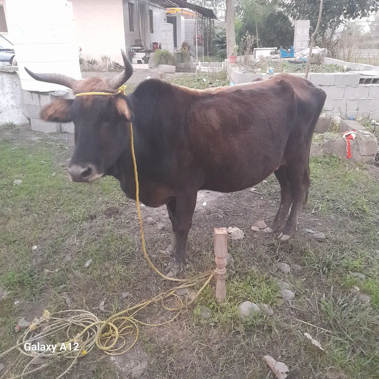 گاو چالوسی|حیوانات مزرعه|سنگر, |دیوار