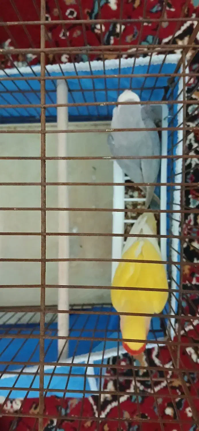 جفت طوطی برزیلی|پرنده|آبادان, |دیوار