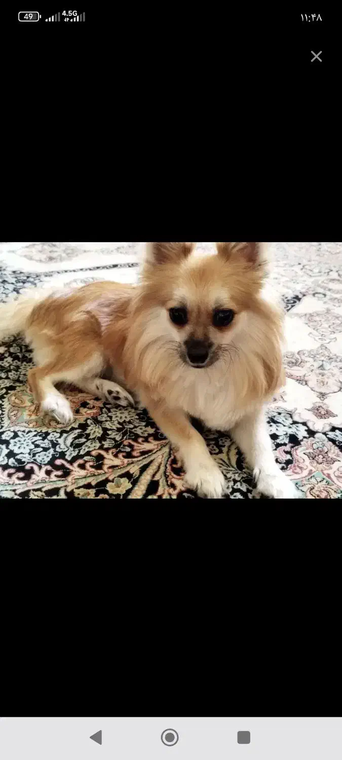 پامر روباهی معاوضه با ضبط سیستمی|سگ|یزد, |دیوار