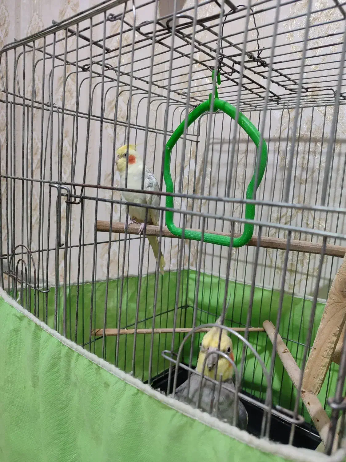 عروس هلندی جفت 8ماهه|پرنده|هشتگرد, گلسار|دیوار