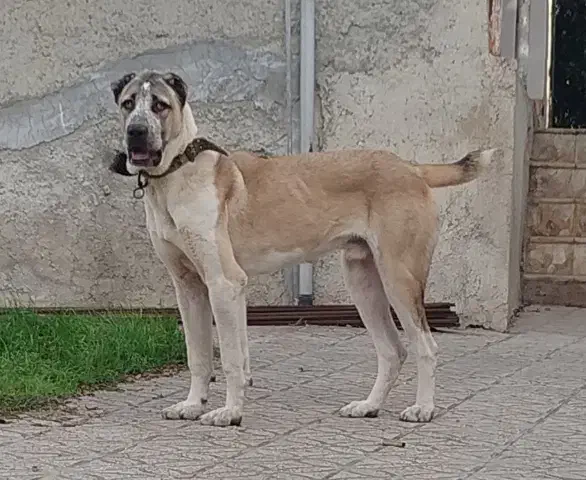 سگ نر الابای. پژدر سراب افغان ژرمن|سگ|تهران, قصر فیروزه ۱|دیوار