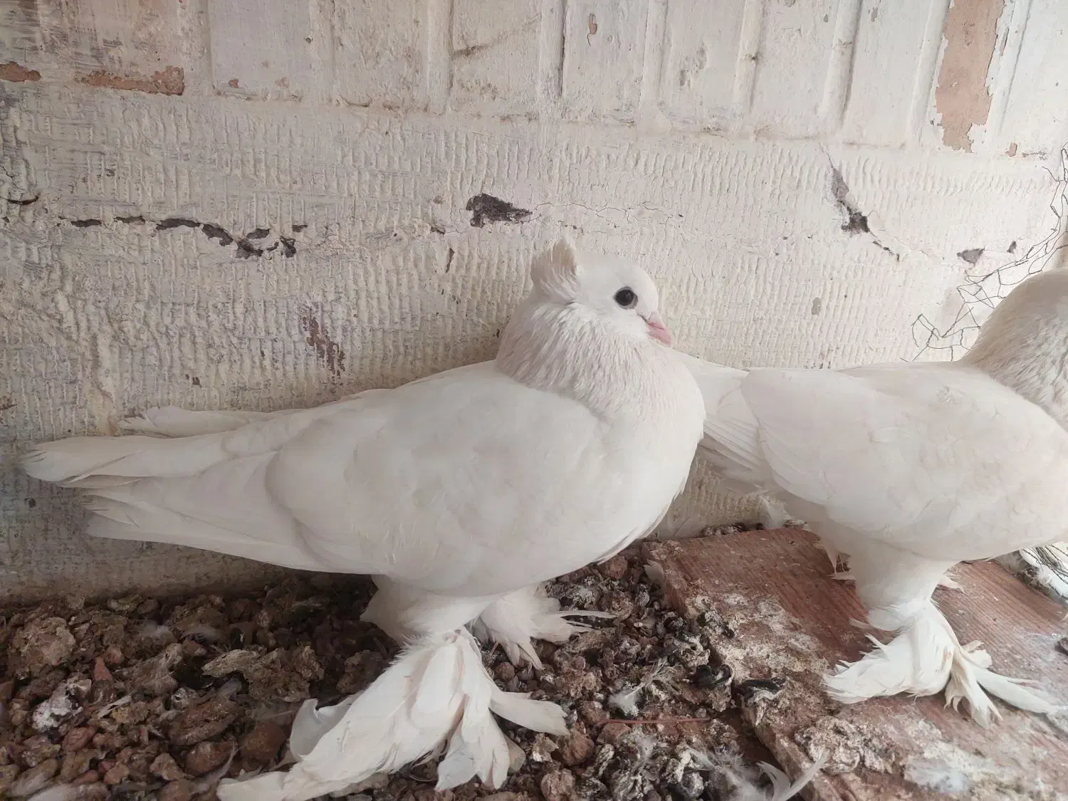 یک جفت کبوتر رواعبی سفید پاک|پرنده|قم, بنیاد|دیوار