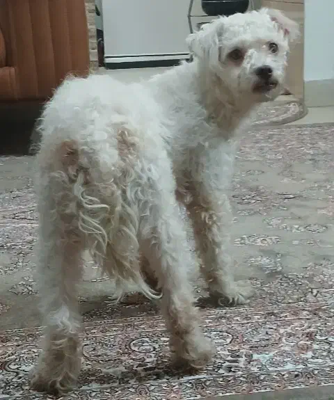 سگ گم شده|حیوانات|تهران, وحیدیه|دیوار