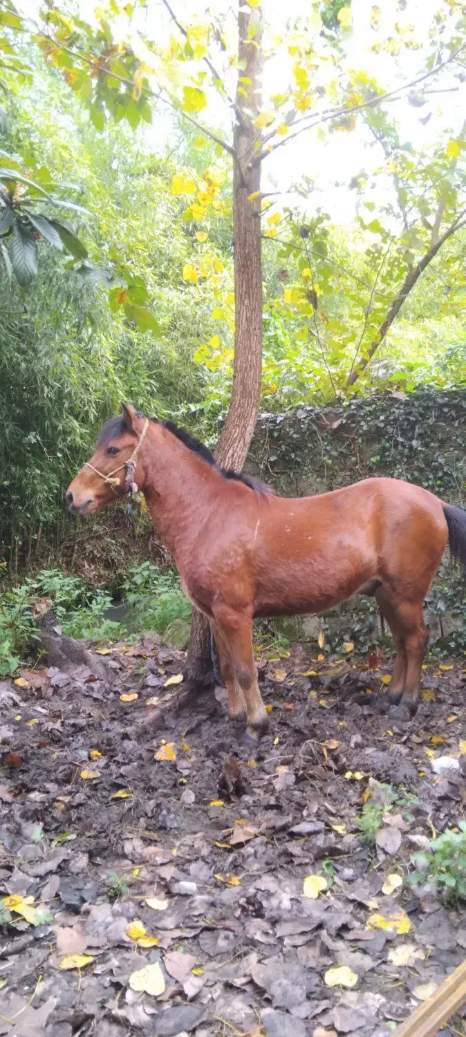 اسب کهر سال7 اخته|اسب و تجهیزات اسب‌سواری|لنگرود, |دیوار