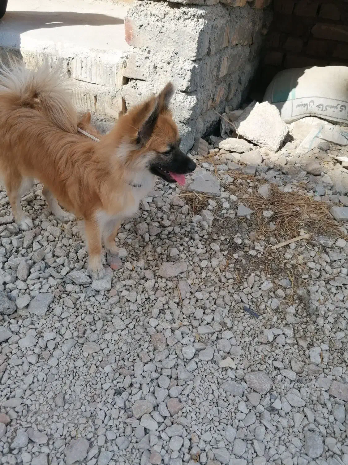 سگ پامر|سگ|مرودشت, فیروزی|دیوار