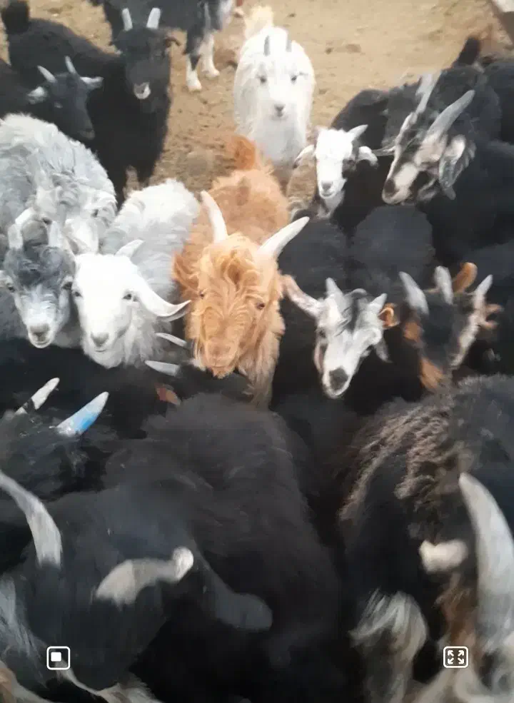 کهره نر چاق|حیوانات مزرعه|آباده, |دیوار