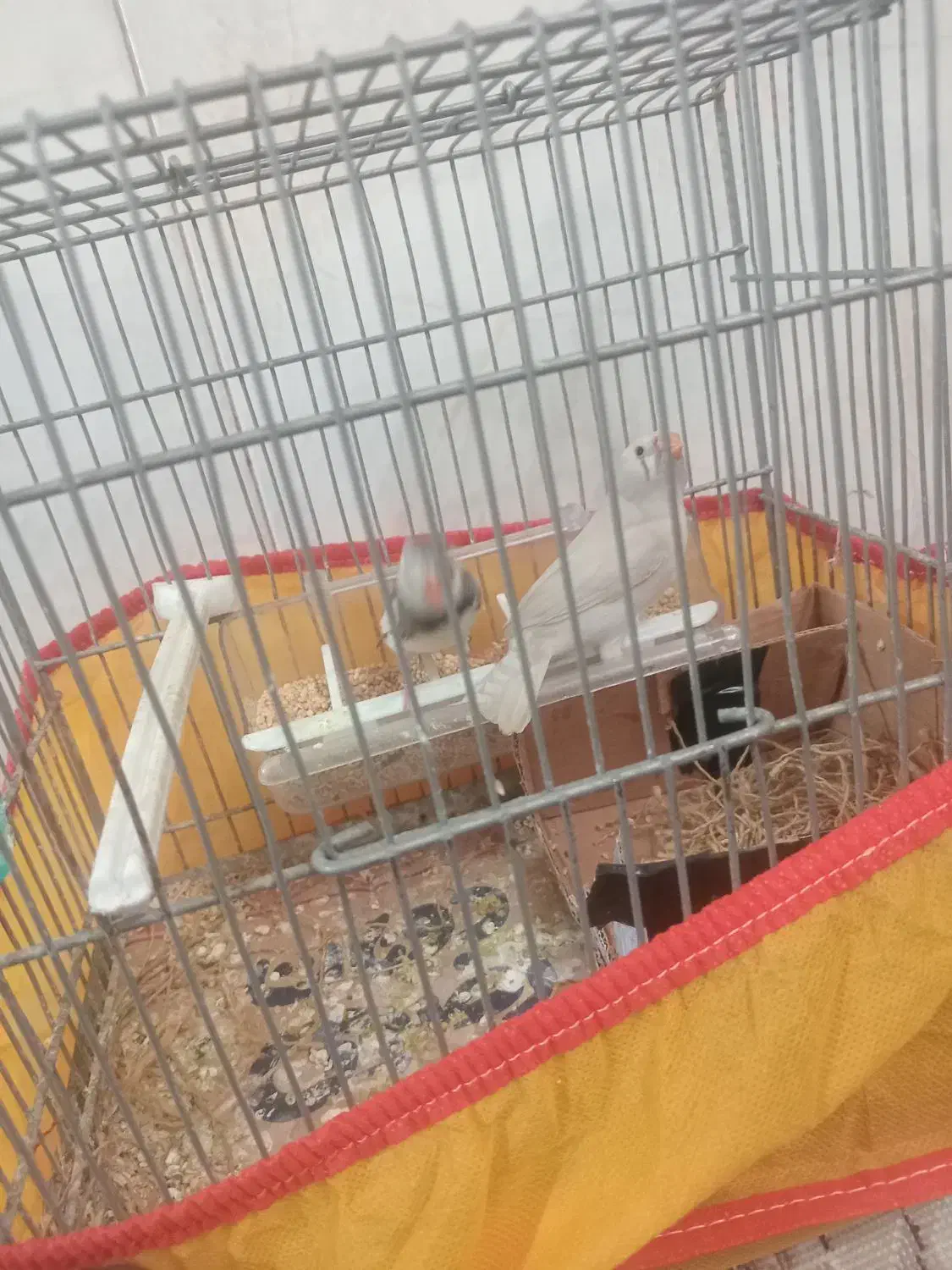 فنچ|پرنده|تربت جام, حافظ|دیوار