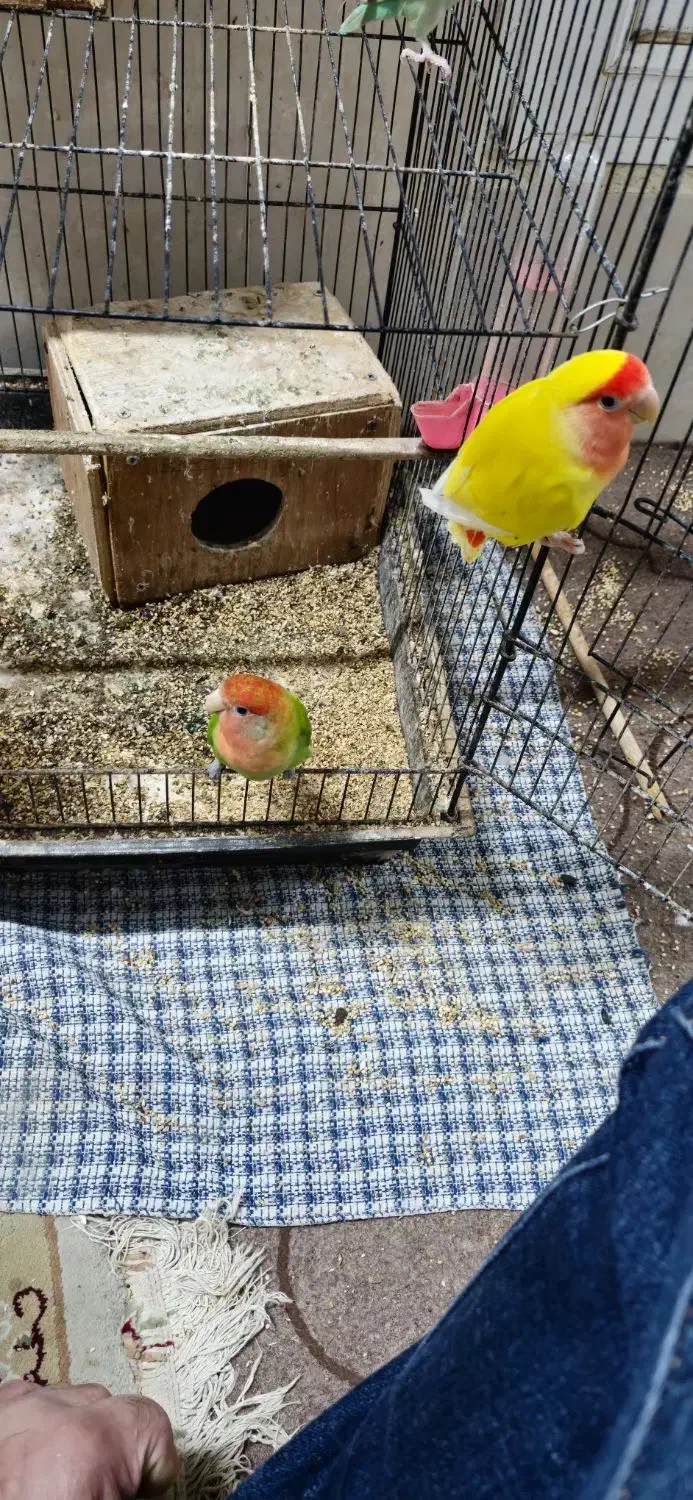 جفت کوتوله برزیلی|پرنده|بابلسر, |دیوار