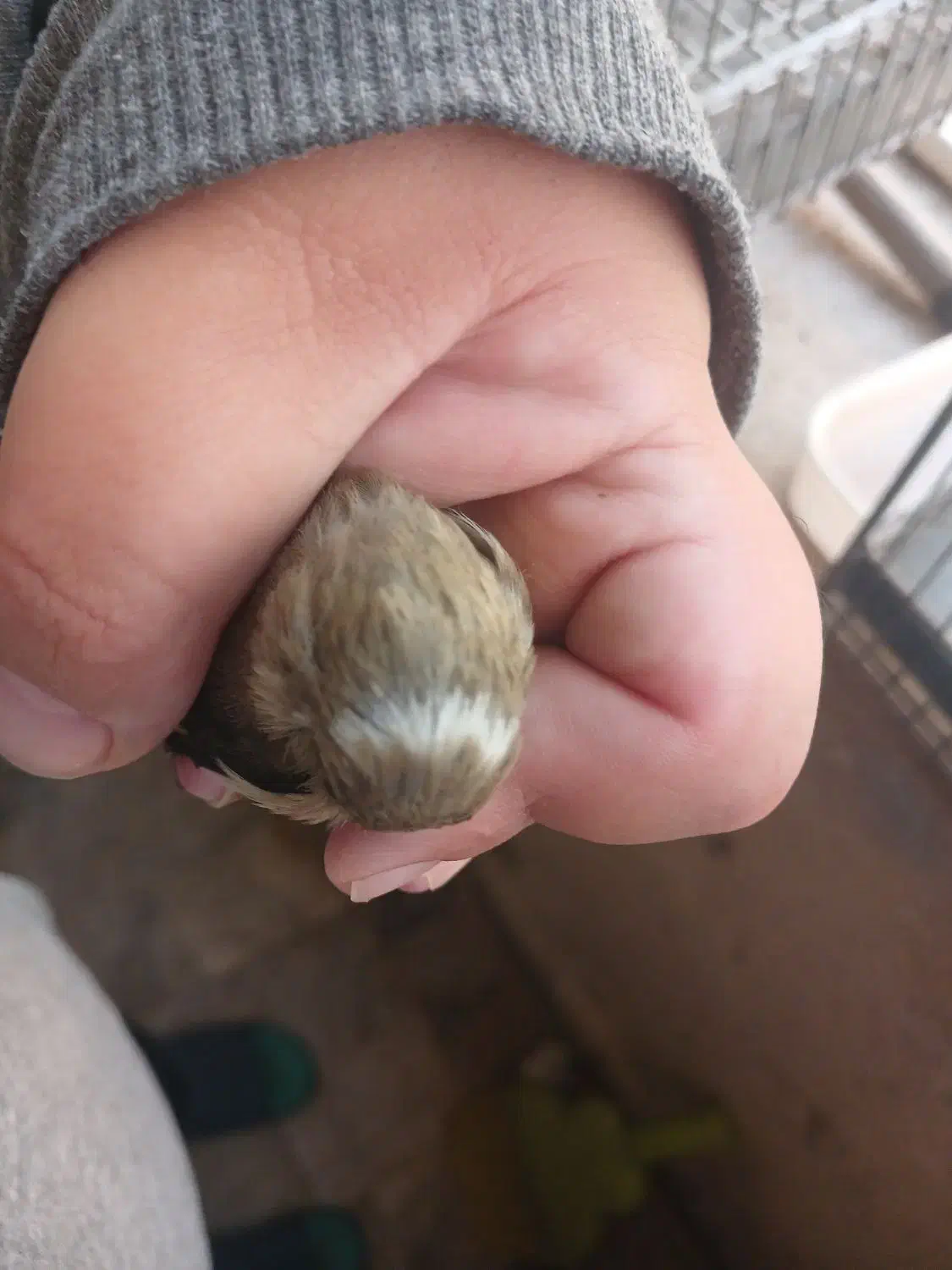 سهره|پرنده|تهران, علی‌آباد|دیوار