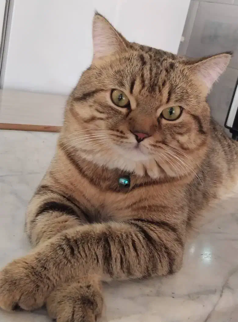 گربه|گربه|مهاباد (آذربایجان غربی), |دیوار