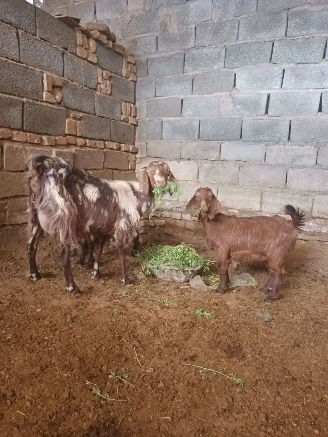 بز و کره (بردسیر)|حیوانات مزرعه|بردسیر, |دیوار