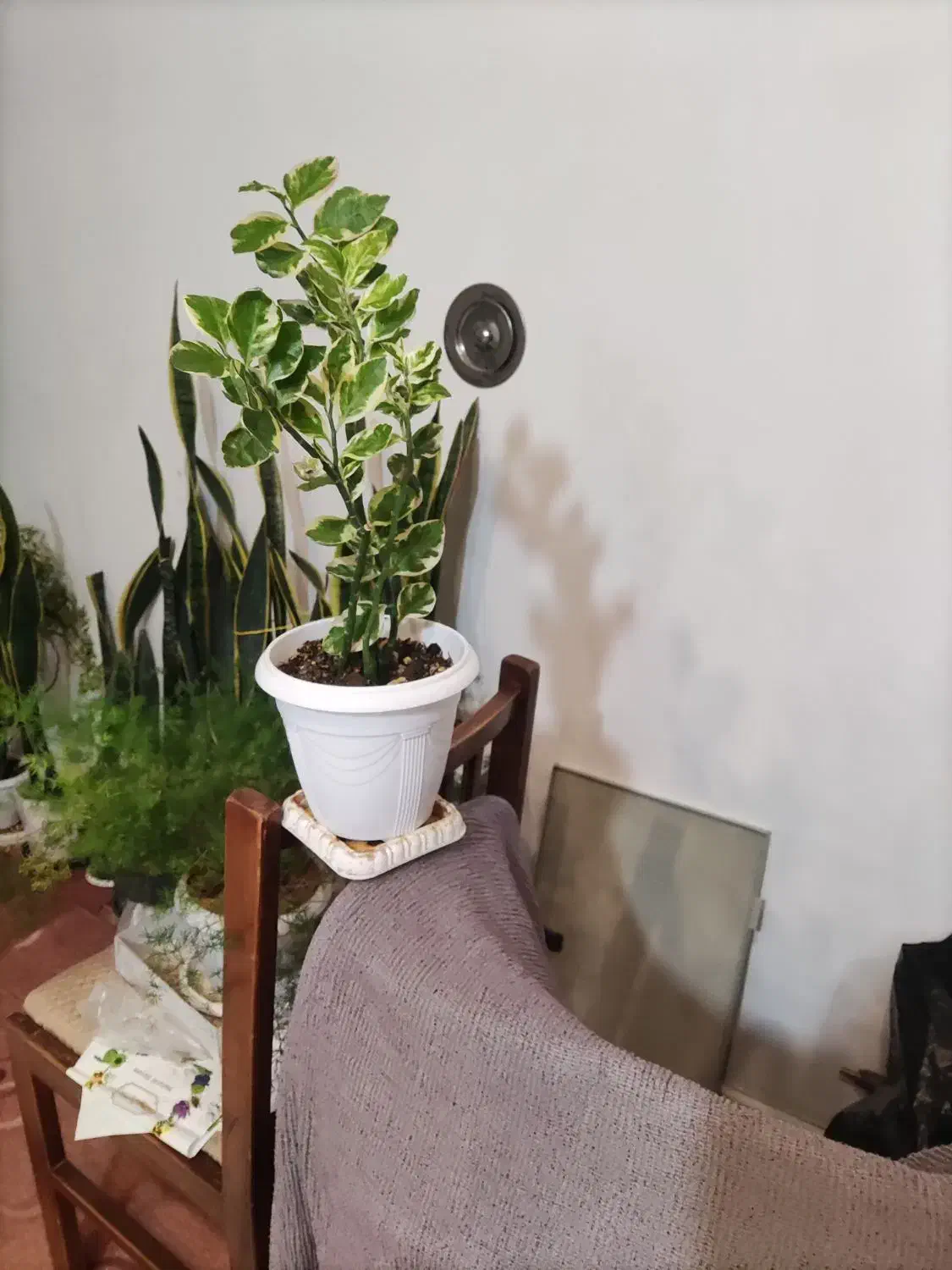 شال پفکی و گل|لباس|مرند, |دیوار