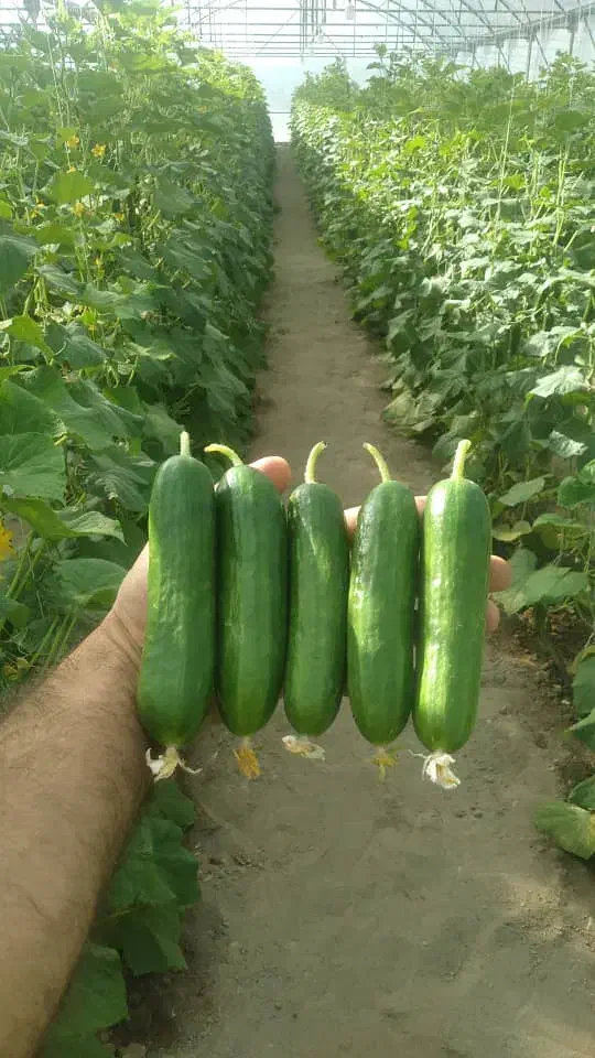 بذر خیار گلخانه ای ،بذر گوجه ،بذر فلفل ، تخم یونجه|گل و گیاه طبیعی|اصفهان, احمدآباد|دیوار
