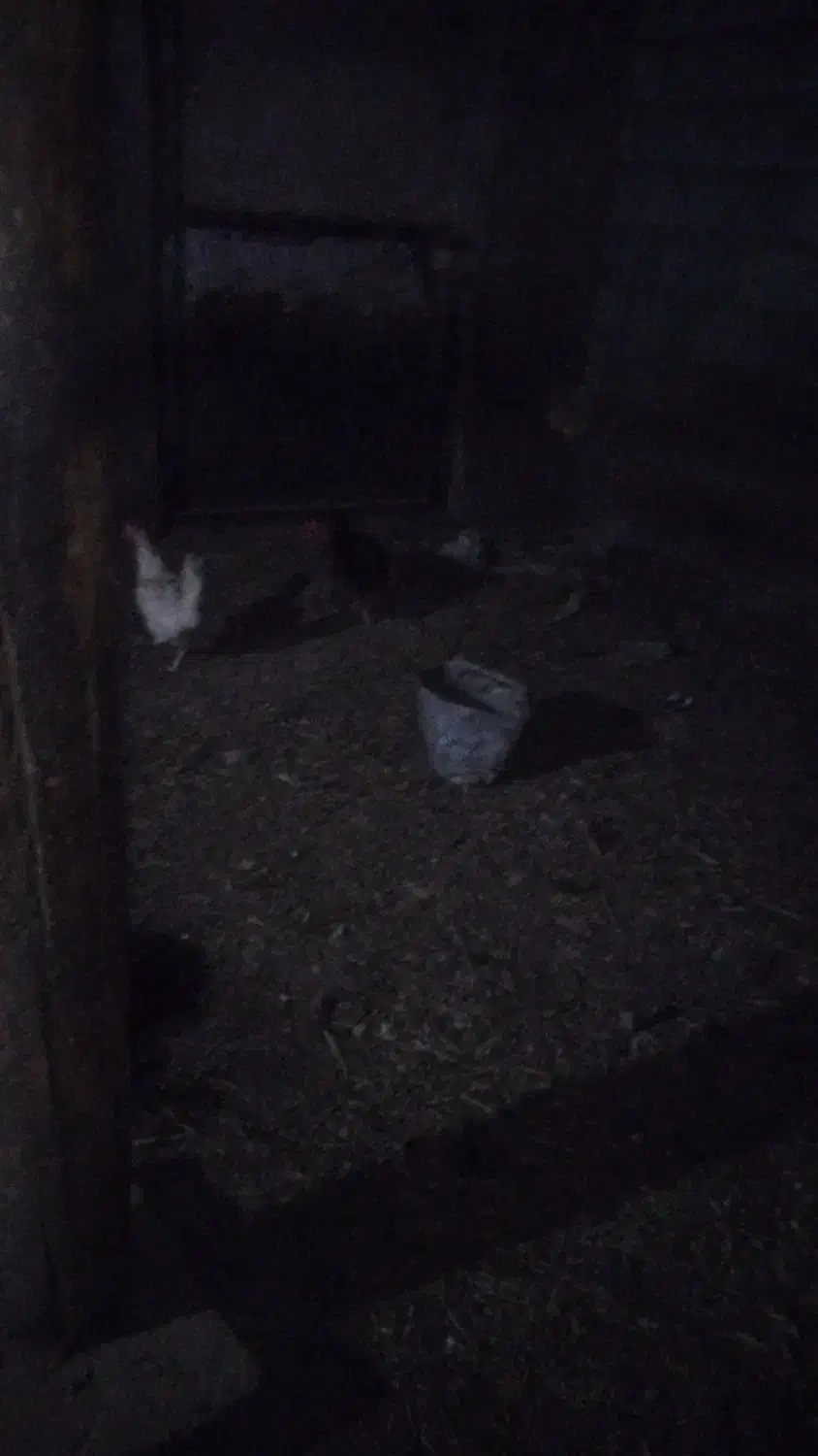 ۵عدد مرغ روستا تخمی یک عدد خوروس محلی نژاد اصل|حیوانات مزرعه|عجب شیر, |دیوار