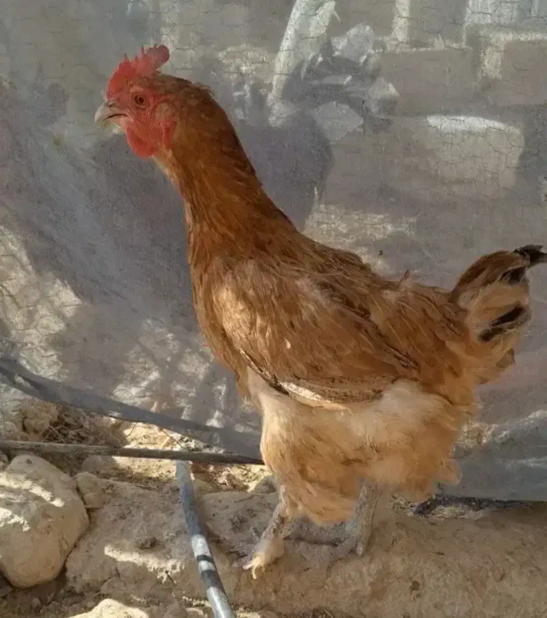 فروش مرغ و خروس دیلگونی، بوقلمون|حیوانات مزرعه|بهبهان, |دیوار