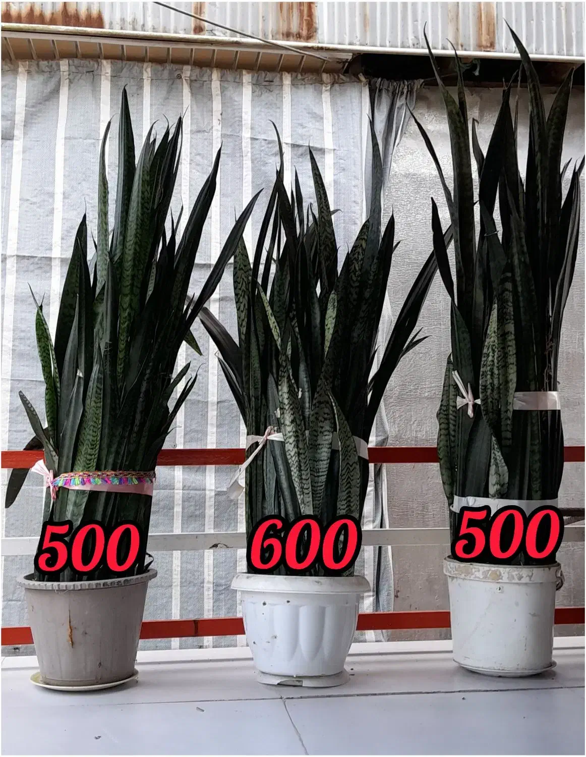 فروش گل سانسوریا|گل و گیاه طبیعی|خمام, |دیوار