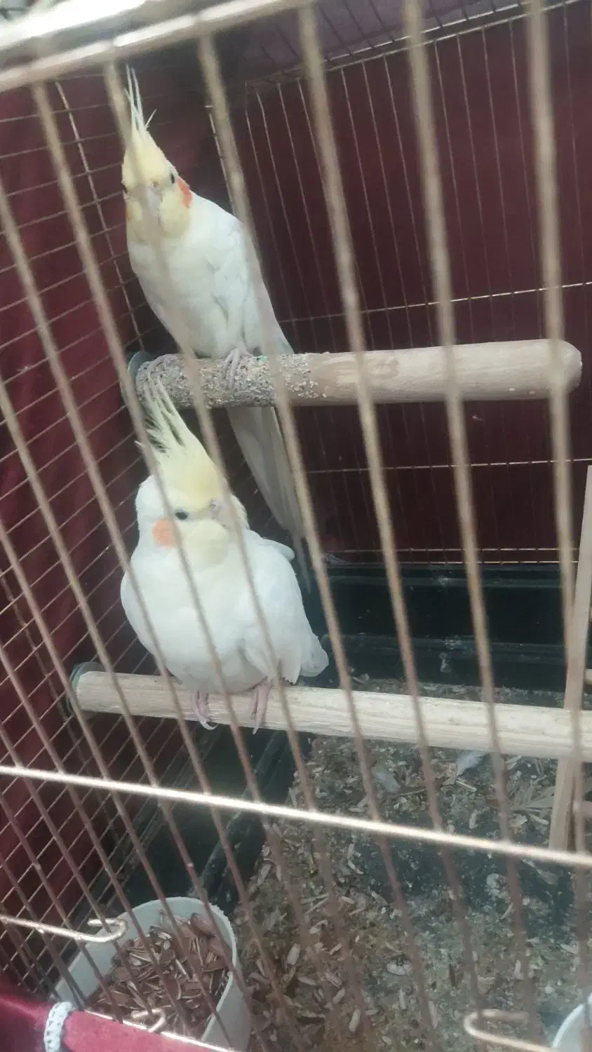 طوطی عروس هلندی و برزیلی|پرنده|ری, شهرری|دیوار