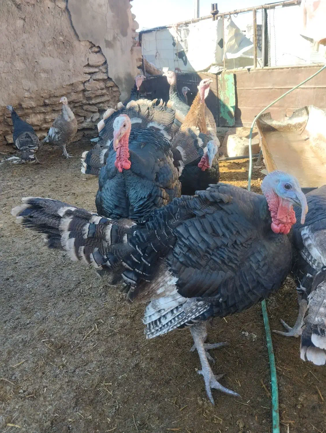 بوقلمون نر و ماده|حیوانات مزرعه|یزد, |دیوار