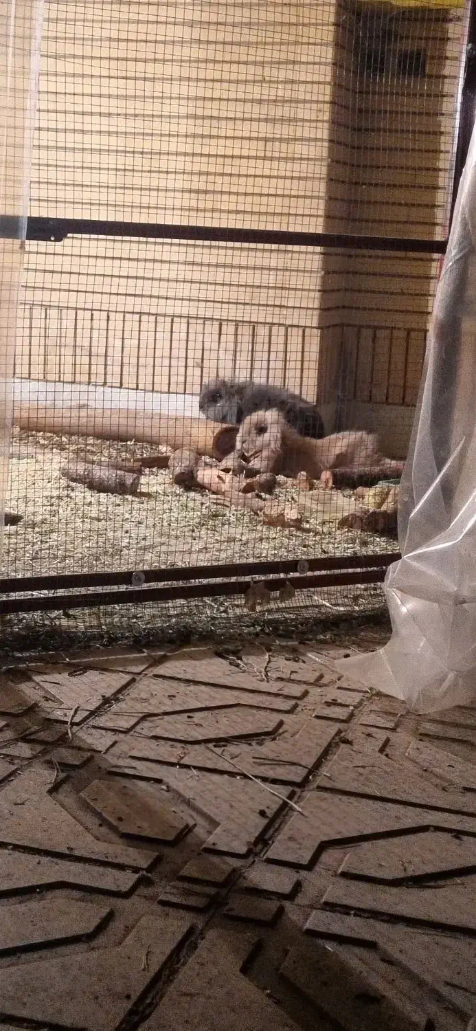 خرگوش لوپ اصلی|موش و خرگوش|لنجان, |دیوار