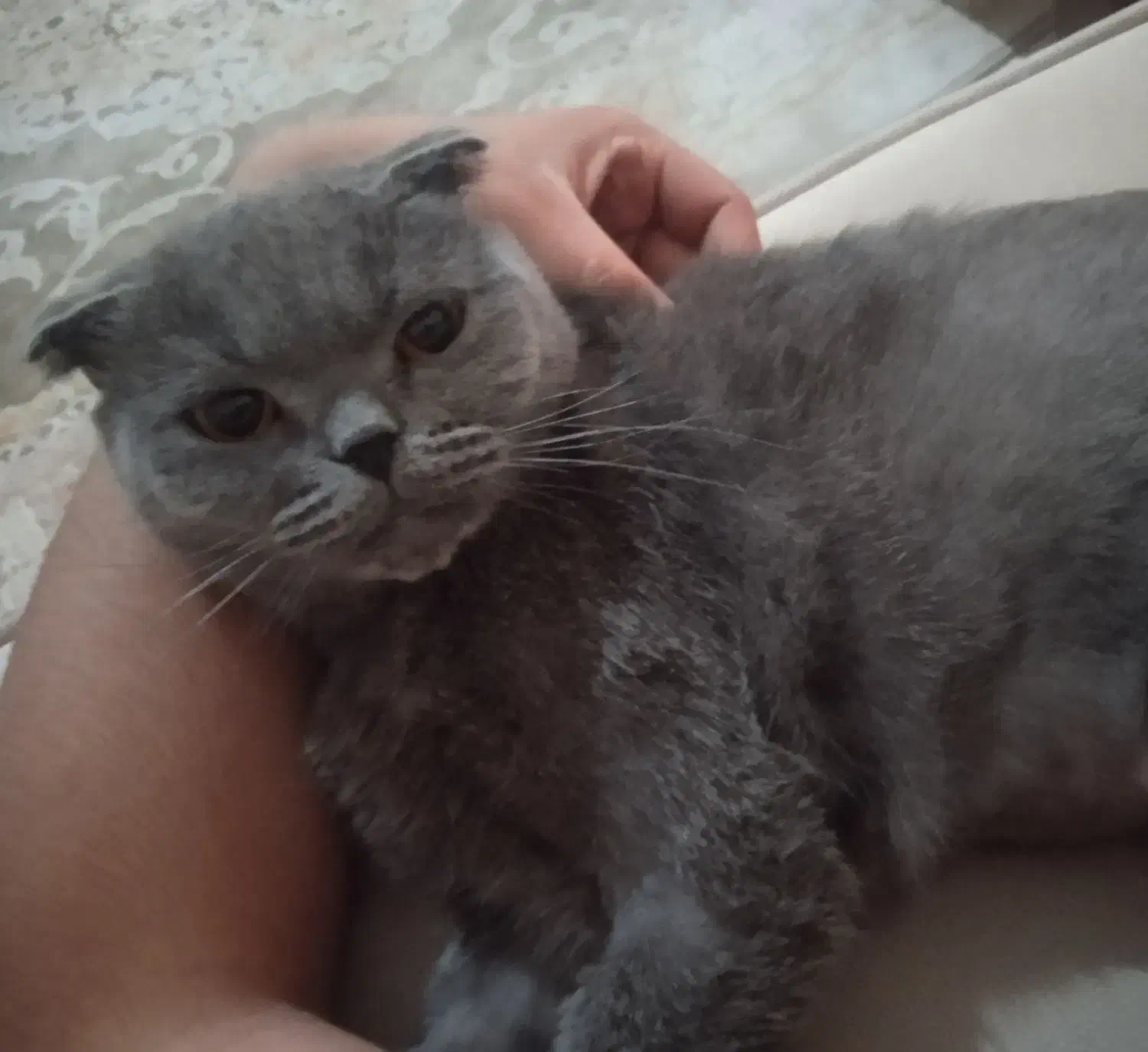 گربه اسکاتیش|گربه|نیشابور, پاستور|دیوار