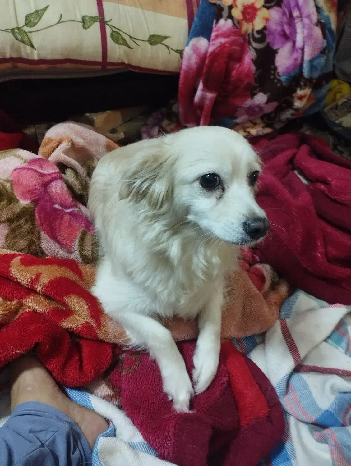 ة سگةهة خانم ۹م خیلی خوب خ ۹خ۹حخم م کذمذ|سگ|بندر گناوه, |دیوار