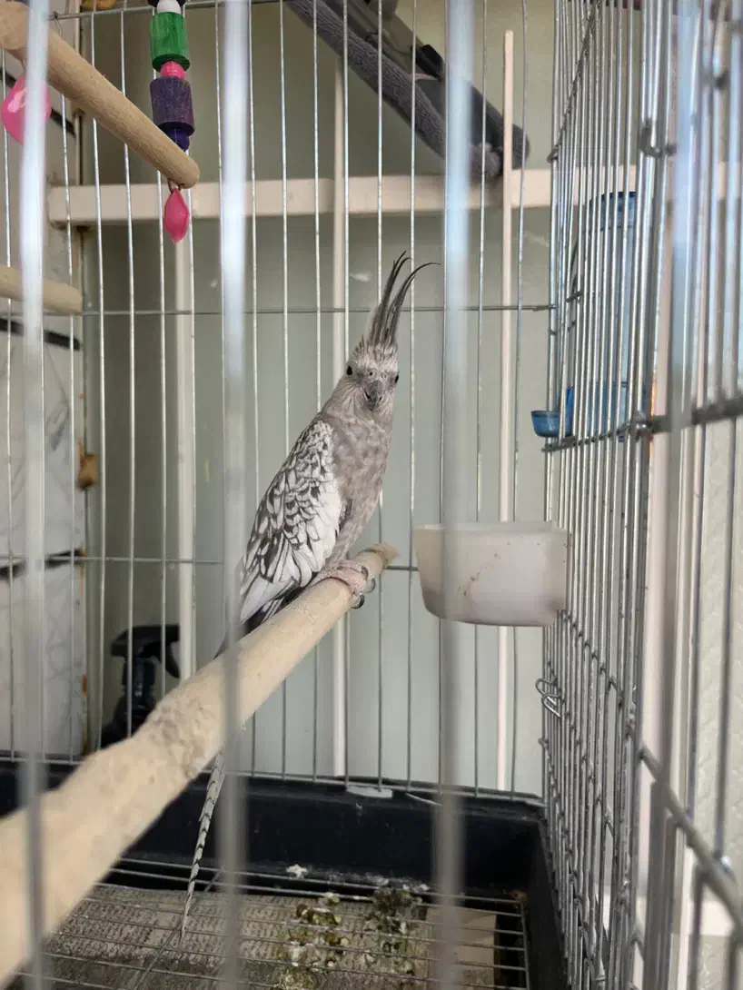 عروس هلندی|پرنده|قزوین, |دیوار