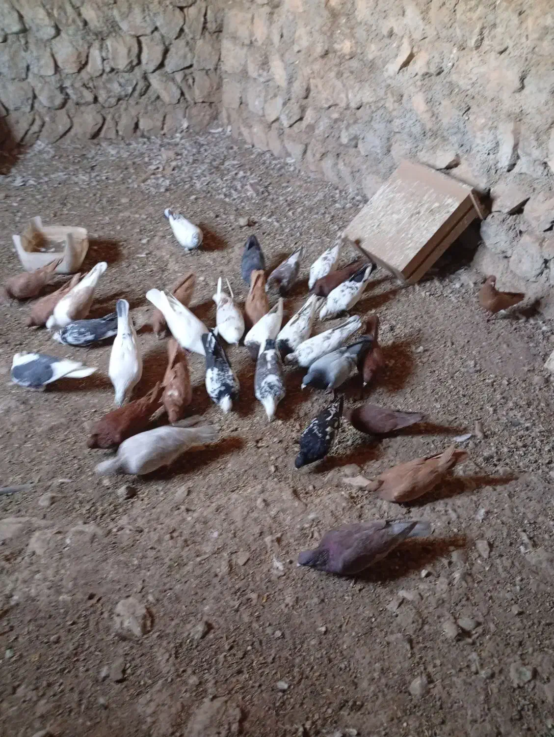 کبوتر.سرخ زرد|پرنده|چگنی, |دیوار