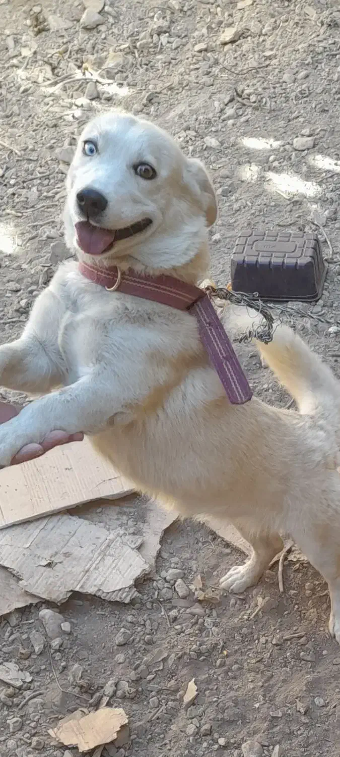 سگ ژرمن هاسکی|سگ|بهمن صغاد, |دیوار