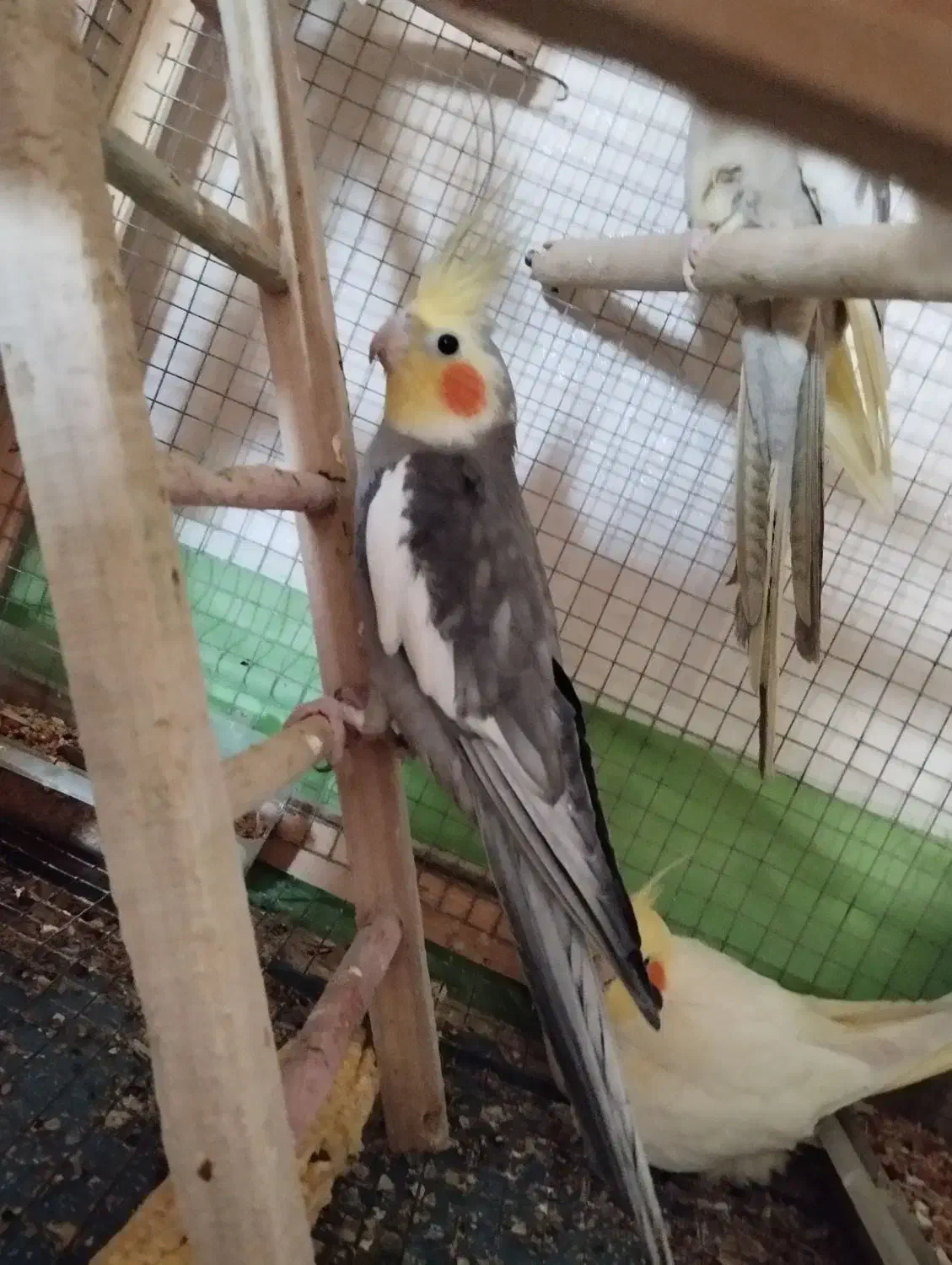 عروس هلندی نر|پرنده|محمدیه-قزوین, |دیوار