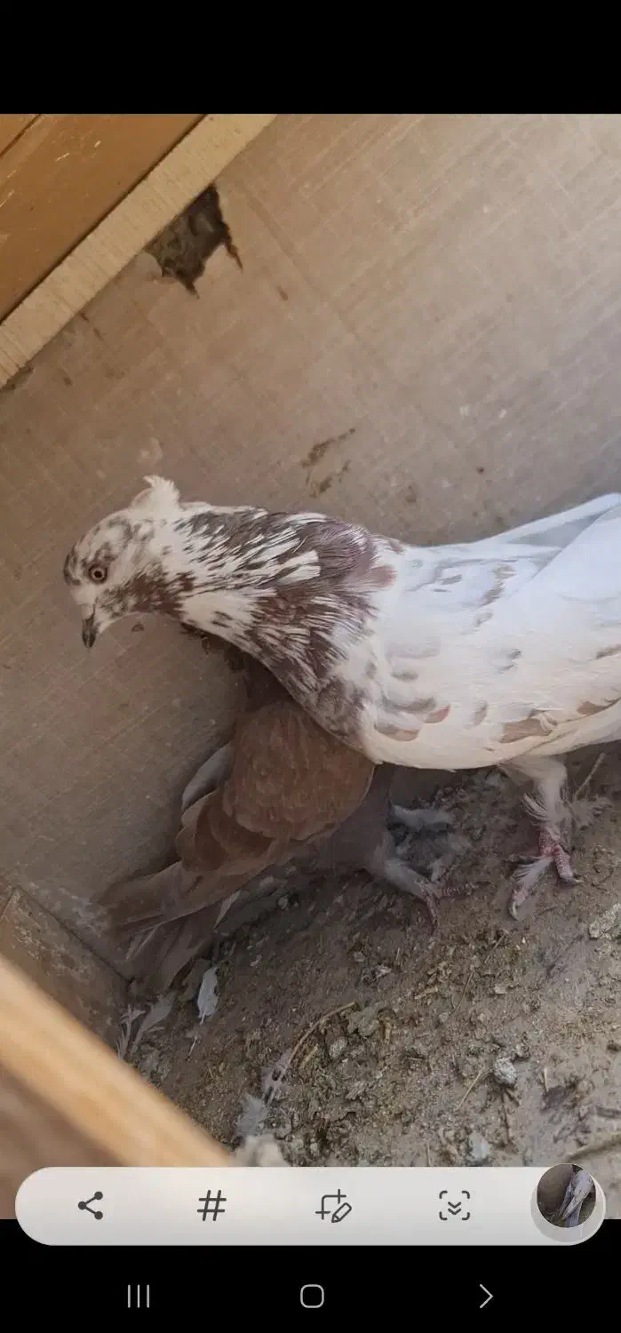 دو جفت مایی کفتر برای معاوضه|پرنده|ری, شهید بهشتی|دیوار