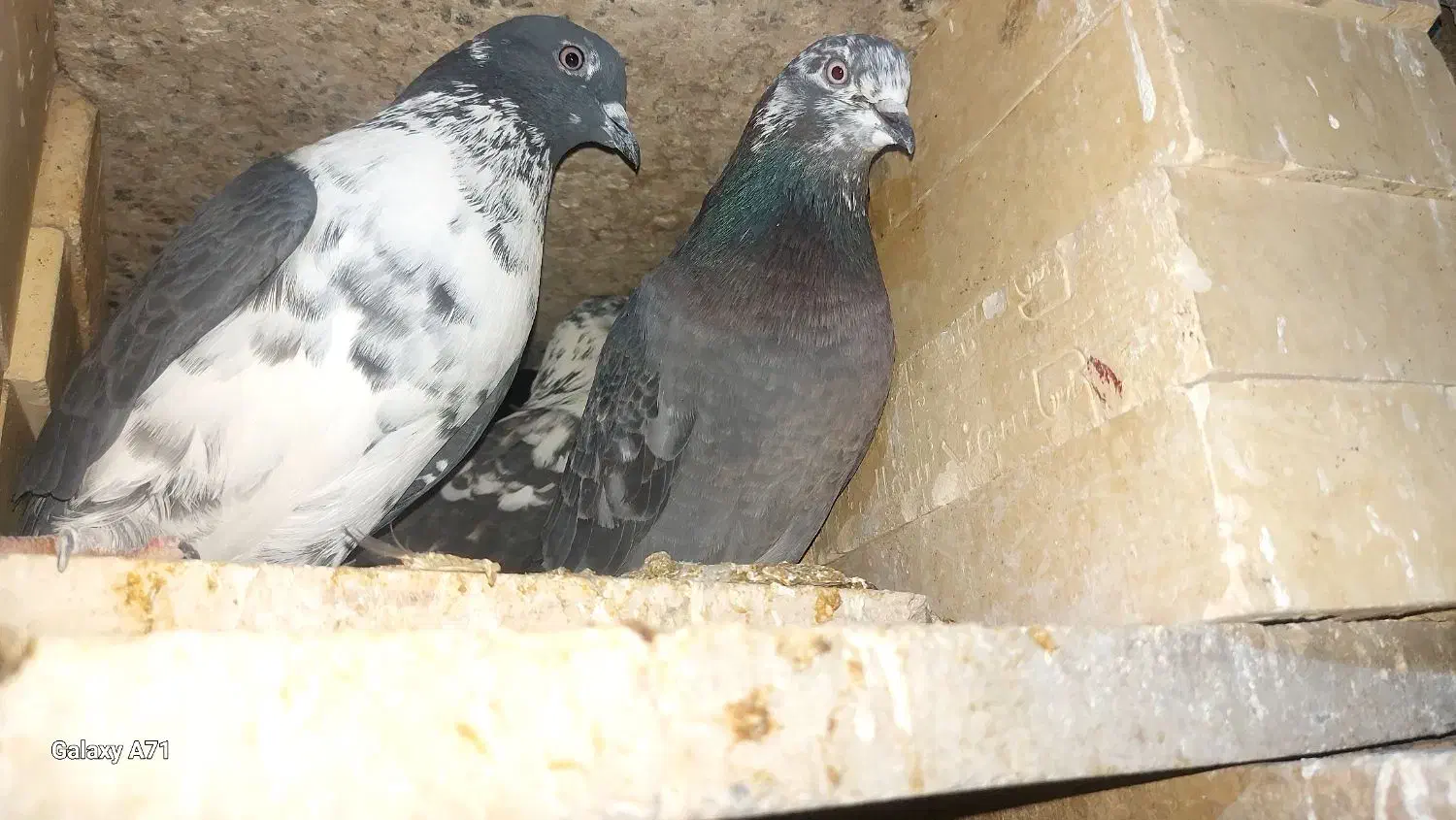 کفتر پرشی خوب|پرنده|حاجی آباد, |دیوار