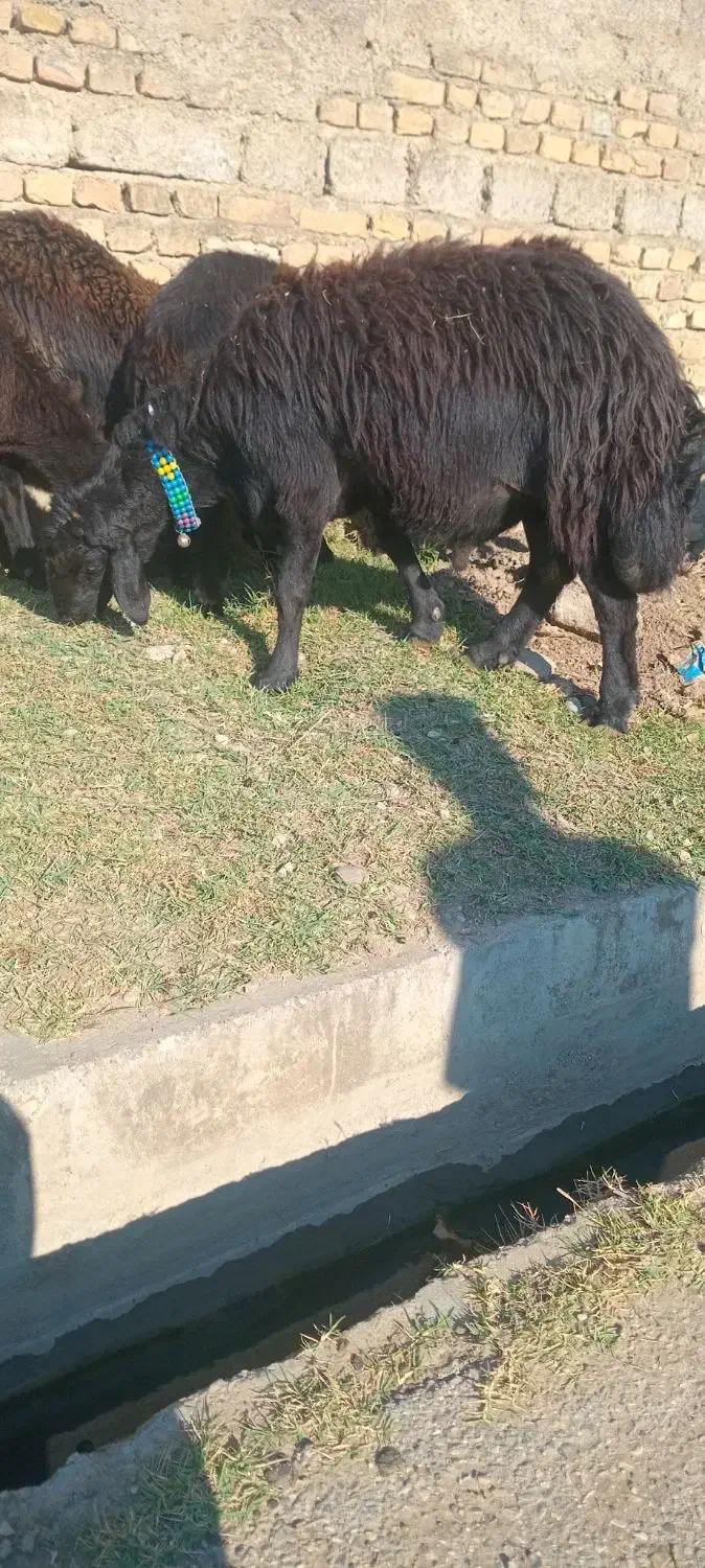 قوچ شیشک قره قزل|حیوانات مزرعه|رامیان, |دیوار