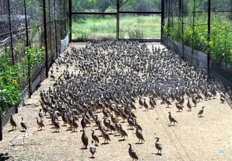 پرنده برای باغ و حیاط بومی خاکی|پرنده|اصفهان, هوانیروز|دیوار