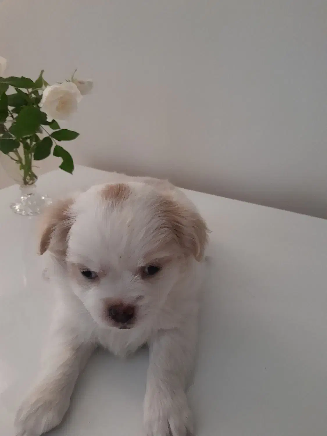 توله دو ماهه پیکینیز و اشپیتز|سگ|کرج, اسدآباد|دیوار