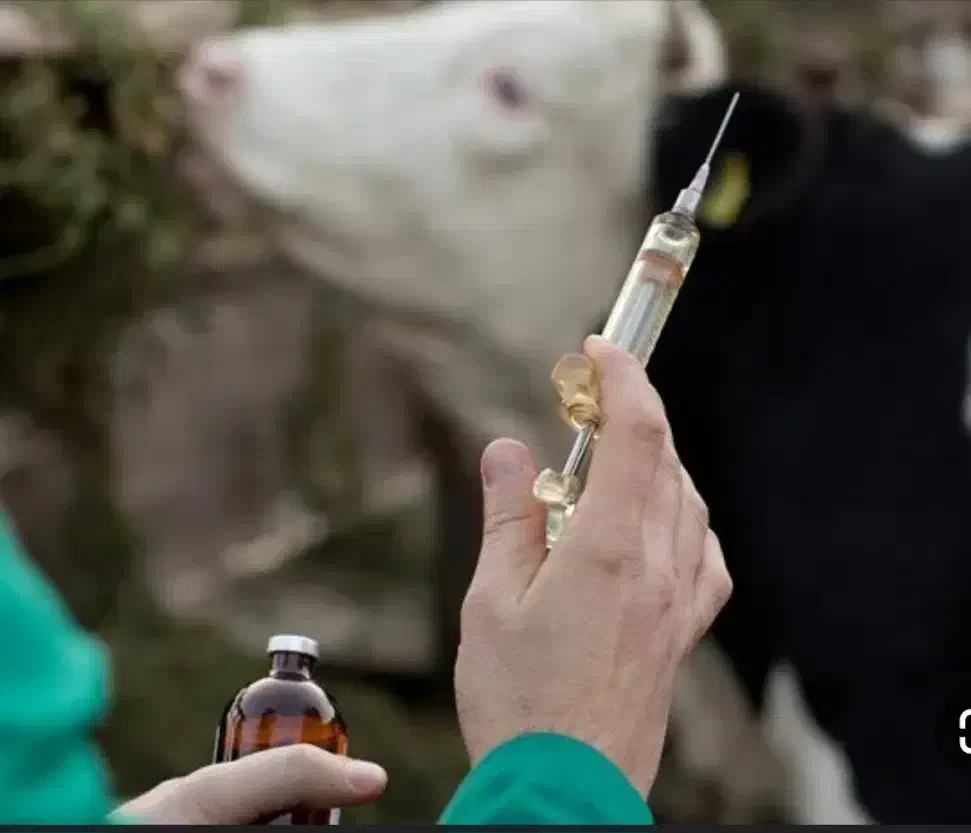 دوره تزریقات واکسیناسیون در حیوانات|خدمات آموزشی|مسجد سلیمان, |دیوار