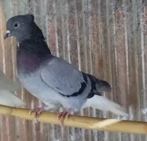 نر سبز دم سفید|پرنده|مهدی شهر, |دیوار