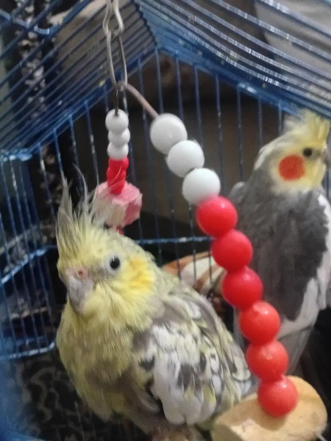 دو عددعروس|پرنده|ارومیه, |دیوار