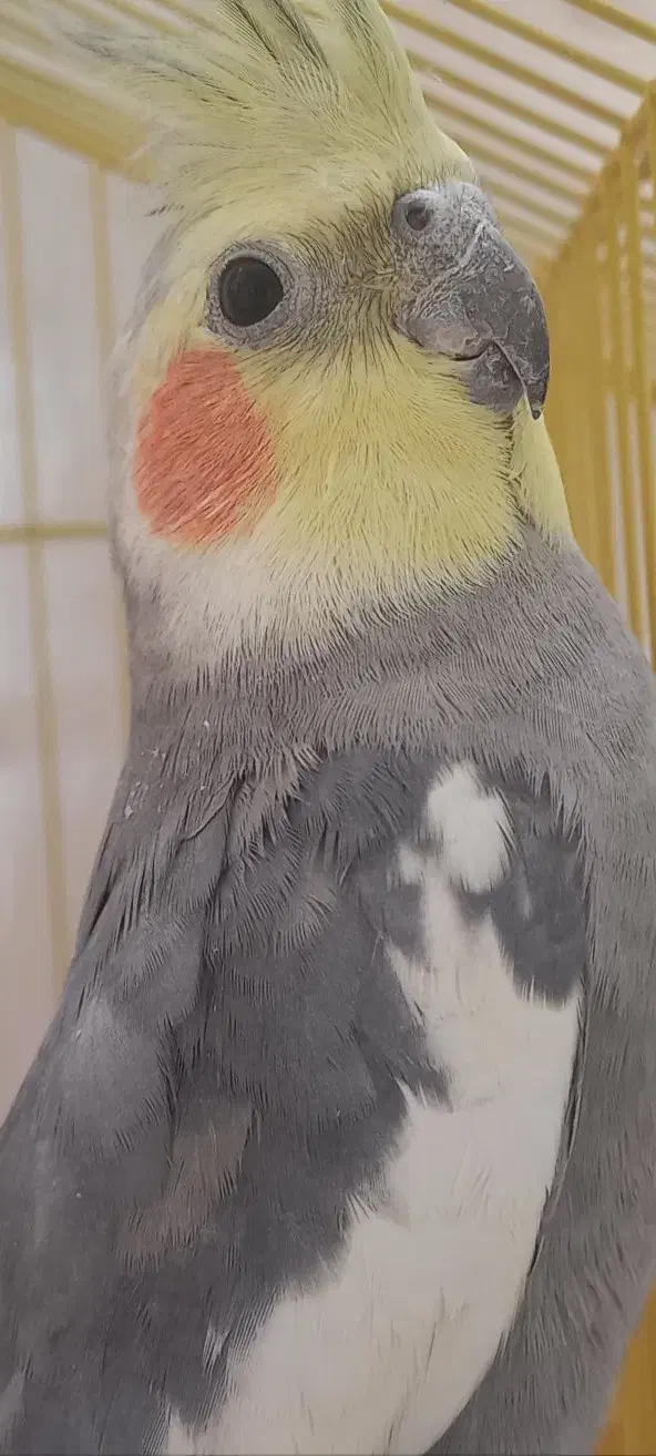 عروس هلندی گم شده|حیوانات|خمین, |دیوار