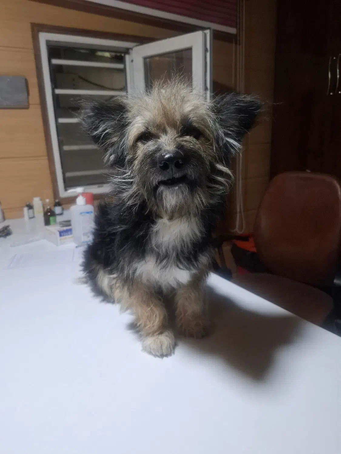 این سگ پیدا شده|حیوانات|شیراز, جانبازان|دیوار