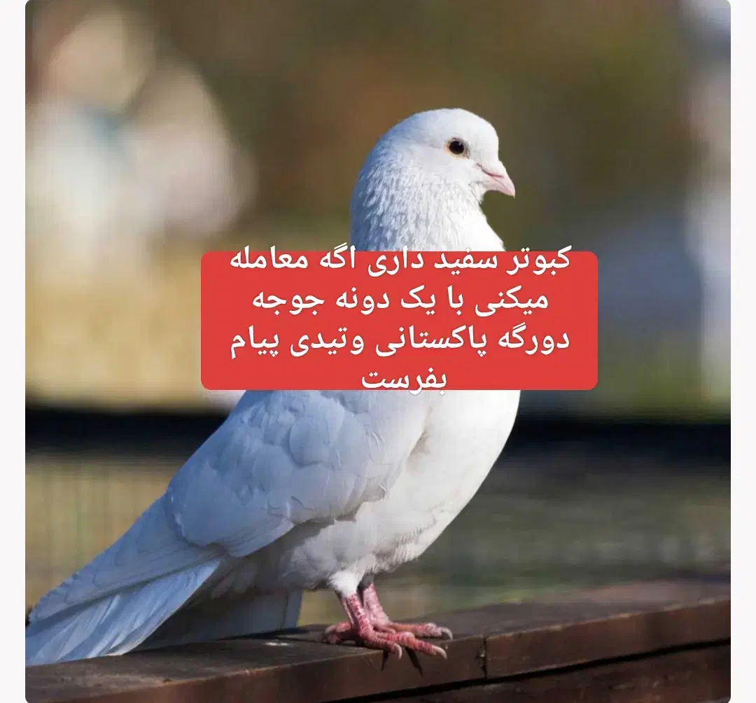 کبوتر|پرنده|ایرانشهر, |دیوار