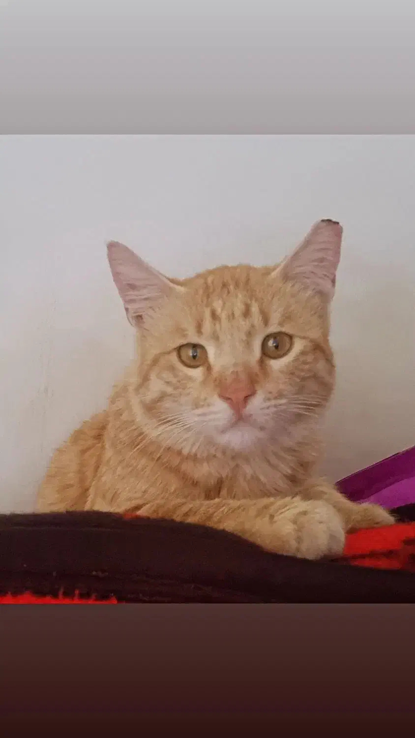 واگذاری گربه نر|گربه|فردوسیه, |دیوار