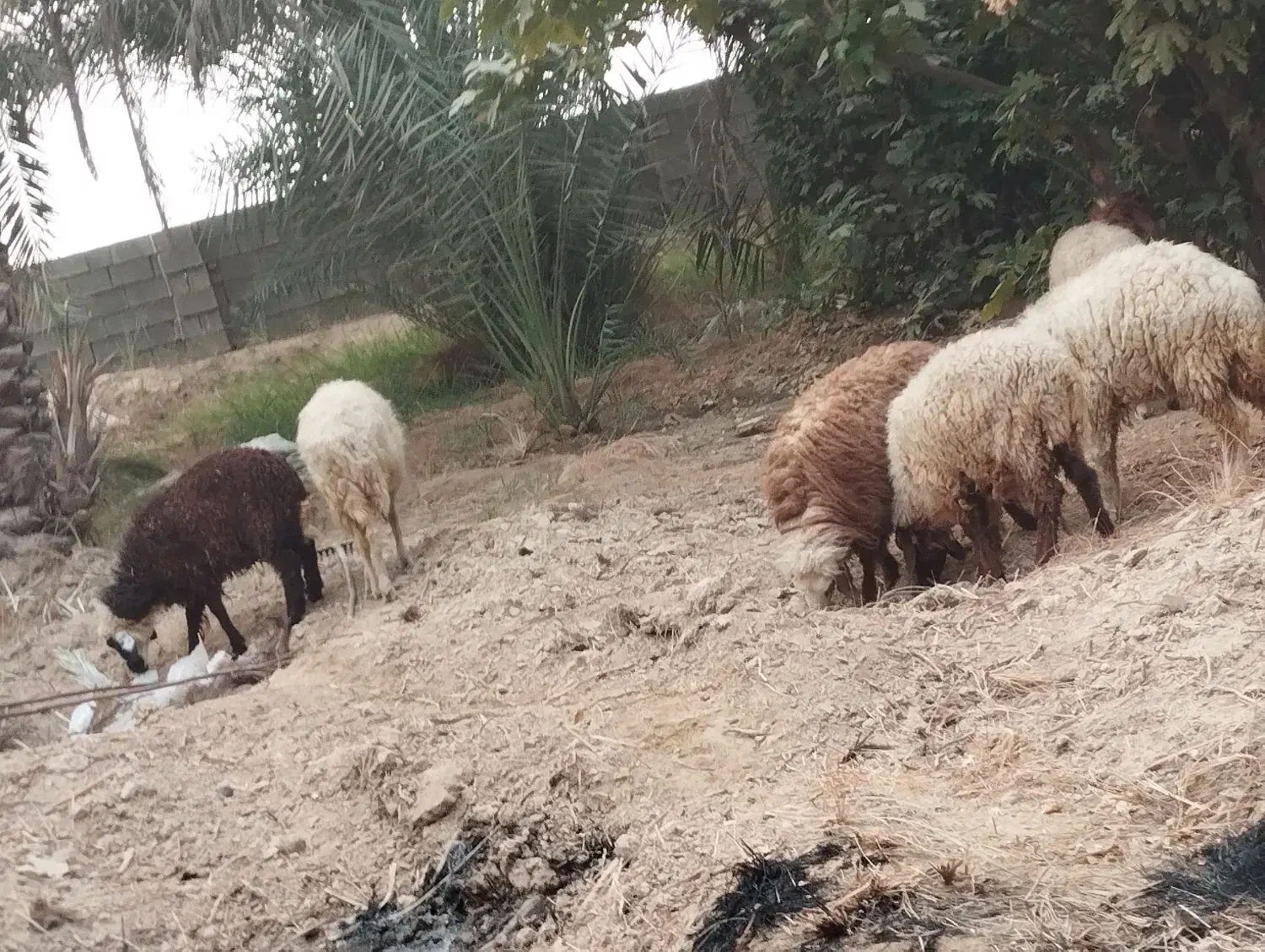 گوسفند وبز|حیوانات مزرعه|چمران, |دیوار