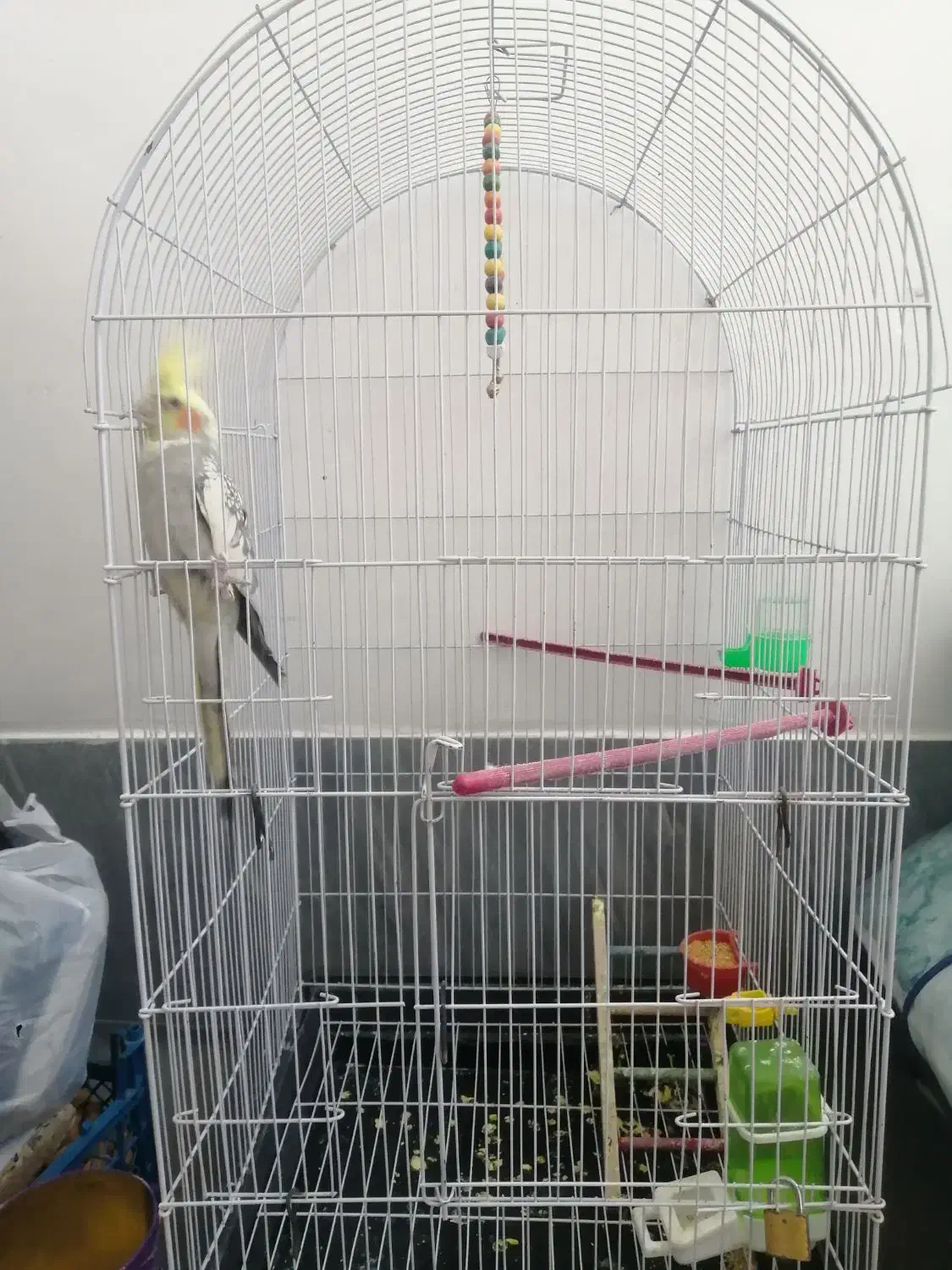 عروس هلندی نر با قفس|پرنده|بن, |دیوار