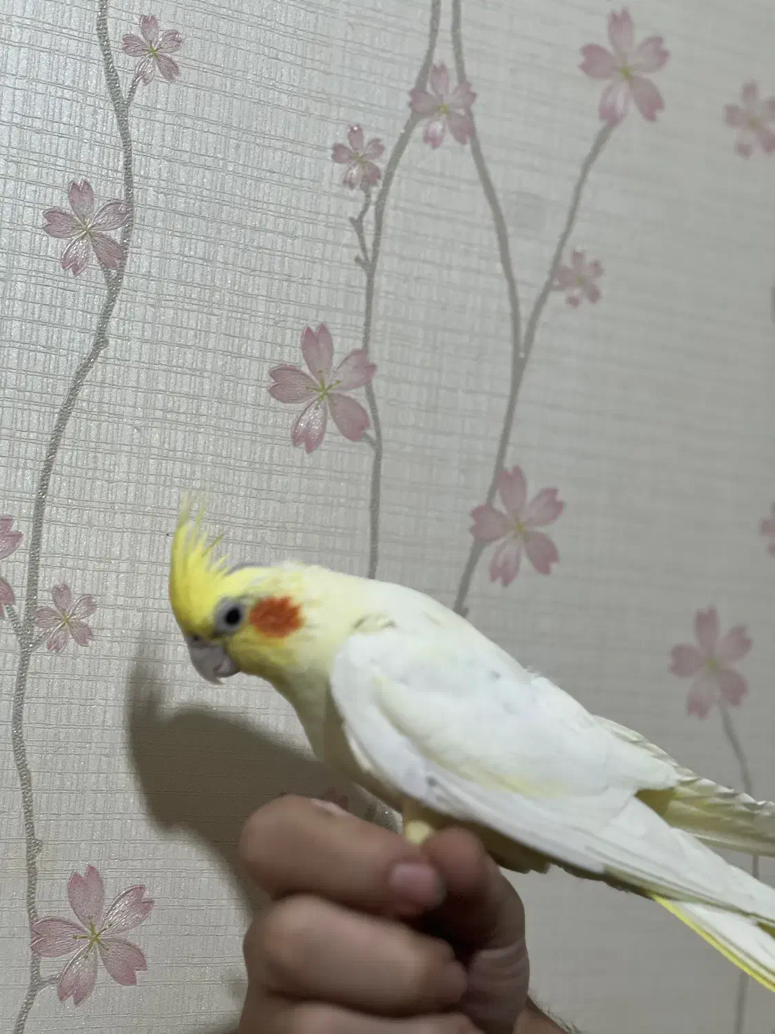 عروس جفت با جوجه|پرنده|قم, شاه سید علی|دیوار