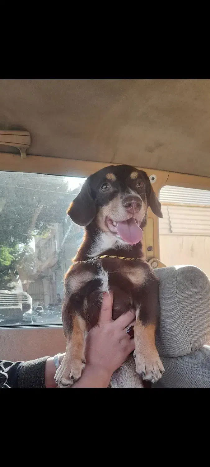 سگ پینچر انگلیسی پاکوتاه کوتوله|سگ|کرمانشاه, |دیوار