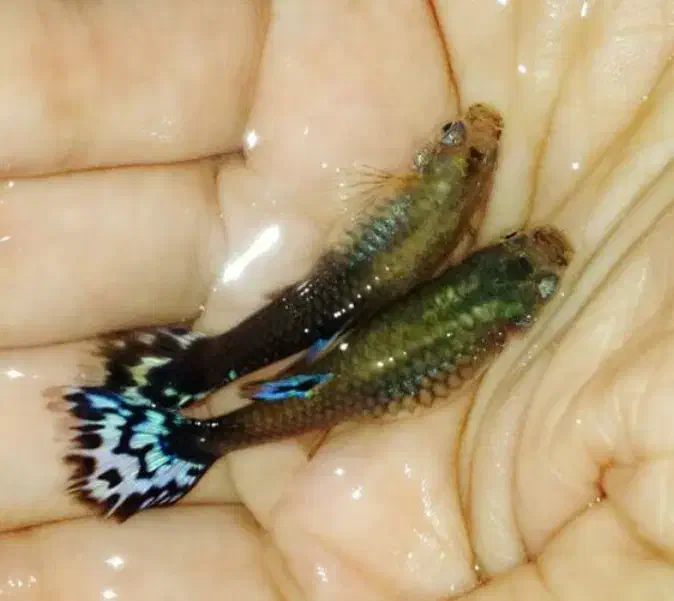 ماهی گوپی تنوع رنگ|ماهی|کوچصفهان, |دیوار