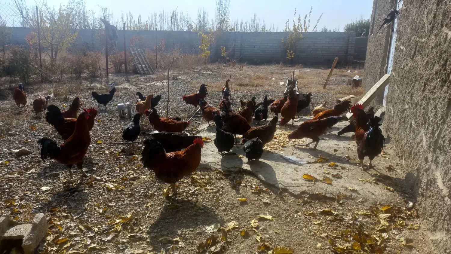 لاری محلی|پرنده|سلماس, |دیوار